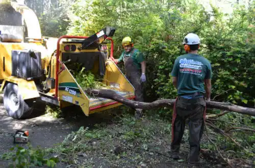 tree services Roachdale